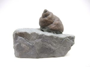 Indiana-Ordovician-Cyclonemia-Gastropod | Fossils for Sale