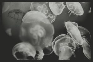 Fossil jellyfish specimen available for collectors