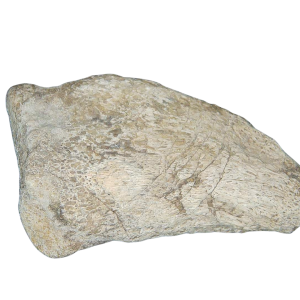 Jurassic Archaeodontosaurus Sauropod Dinosaur Claw 1 | Fossils for Sale