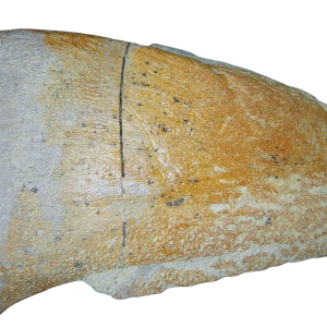 Jurassic Archaeodontosaurus Sauropod Dinosaur Claw 2 | Fossils for Sale