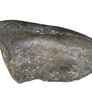 Jurassic Archaeodontosaurus Sauropod Dinosaur Claw 3 | Fossils for Sale
