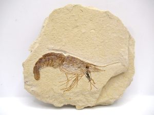 Lebanon Shrimp