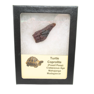 Madagascar Cretaceous Age Turtle Coprolite 25 | Fossils for Sale