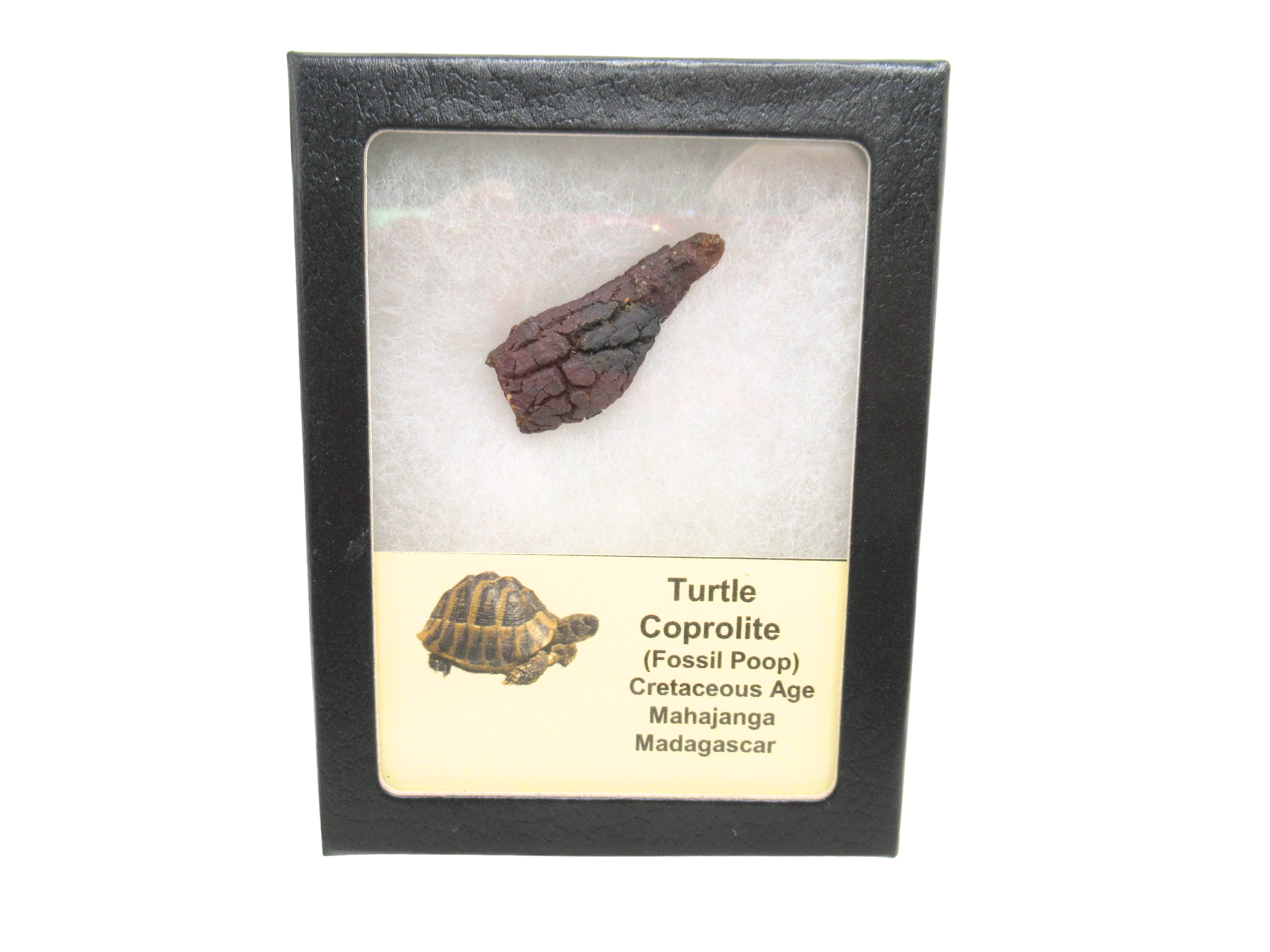 Madagascar Cretaceous Age Turtle Coprolite 25 | Fossils for Sale