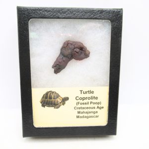 Madagascar Cretaceous Age Turtle Coprolite 26 | Fossils for Sale