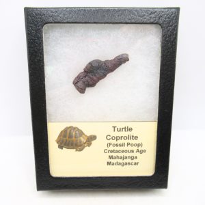 Madagascar Cretaceous Age Turtle Coprolite 27 | Fossils for Sale