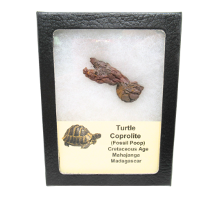 Madagascar Cretaceous Age Turtle Coprolite 28 | Fossils for Sale