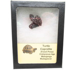 Madagascar Cretaceous Age Turtle Coprolite 29 | Fossils for Sale