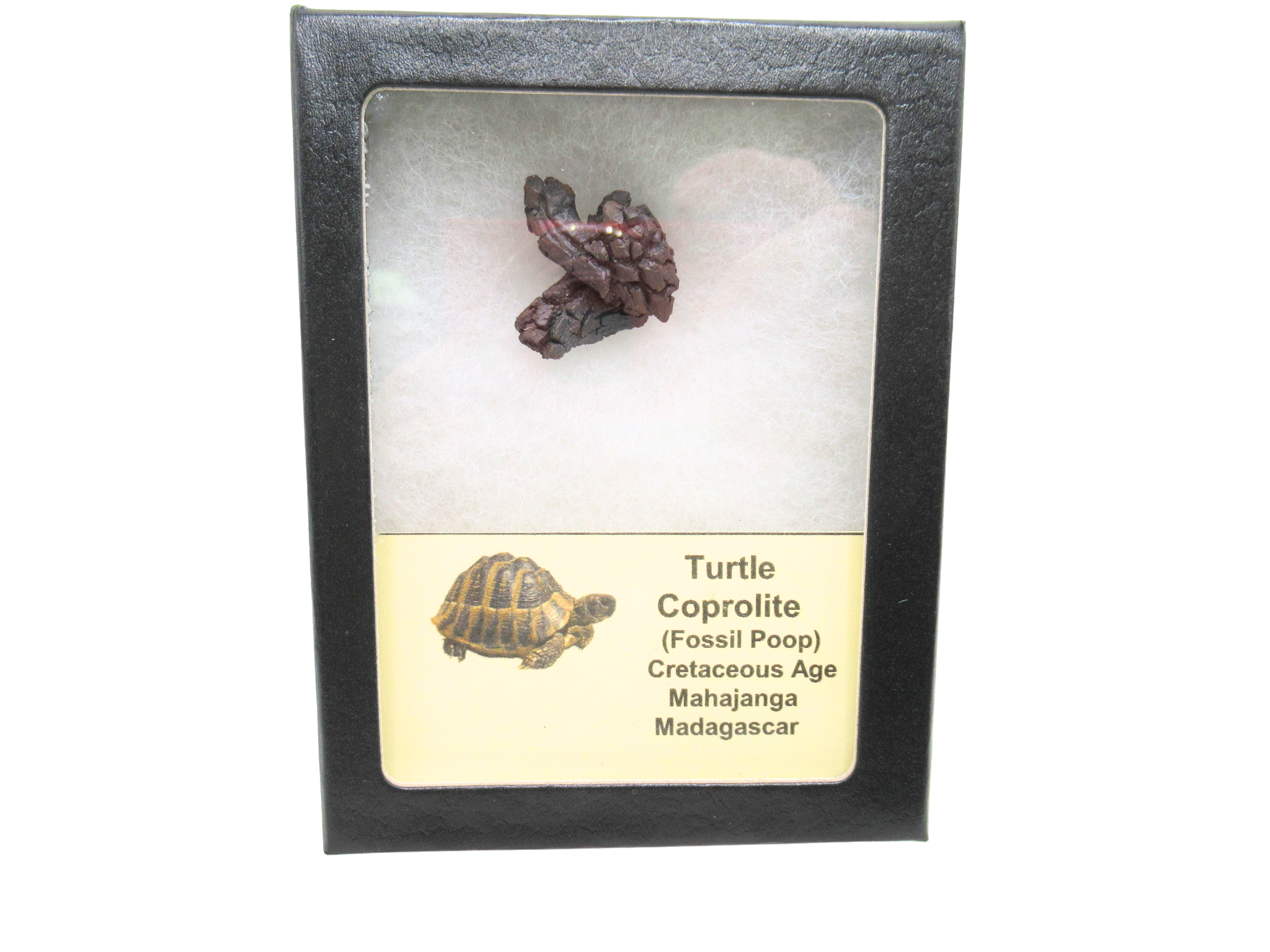 Madagascar Cretaceous Age Turtle Coprolite 29 | Fossils for Sale