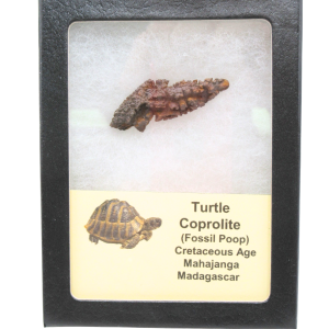 Madagascar Cretaceous Age Turtle Coprolite 30 | Fossils for Sale