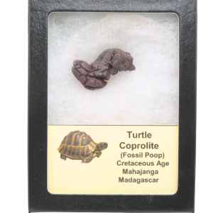 Madagascar Cretaceous Age Turtle Coprolite 31 | Fossils for Sale