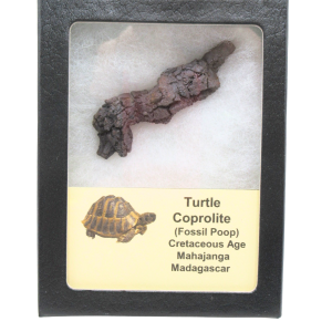 Madagascar Cretaceous Age Turtle Coprolite 32 | Fossils for Sale