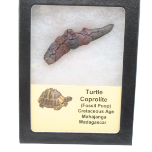 Madagascar Cretaceous Age Turtle Coprolite 33 | Fossils for Sale