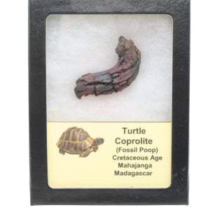 Madagascar Cretaceous Age Turtle Coprolite 34 | Fossils for Sale