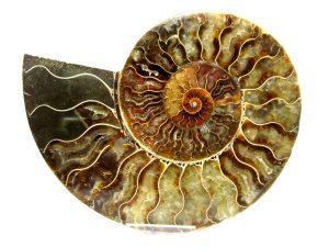 Madagascar-Cretaceous-Cleoniceras-Ammonite | Fossils for Sale Madagascar-Cretaceous-Cleoniceras-Ammonite