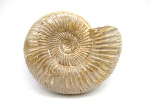 Madagascar-Jurassic-Perisphinctes-Ammonite | Fossils for Sale Madagascar-Jurassic-Perisphinctes-Ammonite