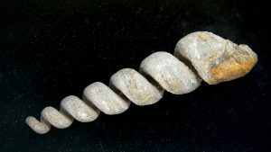 Maryland-Paleocene-Turitella-mortoni-Gastropod | Fossils for Sale