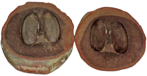 Mazon Creek Bivalves | Fossils for Sale Buy Fossil Mazon Creek Fossils