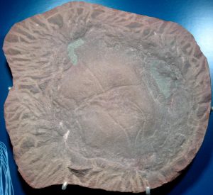 Mazon Creek Jellyfish 2 | Fossils for Sale Buy Fossil Mazon Creek Fossils