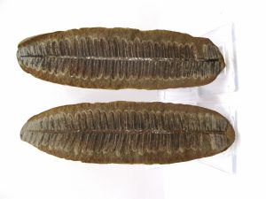 Buy Fossil Plants from Prehistoricfossils.com