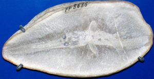 Mazon Creek Shark | Fossils for Sale Buy Fossil Mazon Creek Fossils
