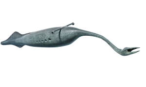 Mazon Creek Tully Monster | Fossils for Sale Buy Fossil Mazon Creek Fossils