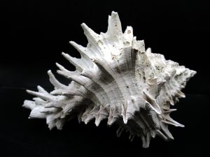 Miocene-Florida-Murex-Gastropod | Fossils for Sale
