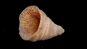 Morocco-Devonian-Age-Rugose-Horn-Coral | Fossils for Sale Morocco-Devonian-Age-Rugose-Horn-Coral