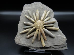 Morocco-Jurassic-Club-Sea-Urchin | Fossils for Sale