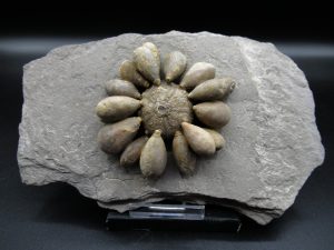 Morocco-Jurassic-Club-Sea-Urchin | Fossils for Sale Morocco-Jurassic-Club-Sea-Urchin