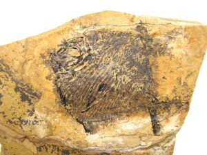 New-Mexico-Carboniferous-Amphicentrum-Fish | Fossils for Sale New-Mexico-Carboniferous-Amphicentrum-Fish