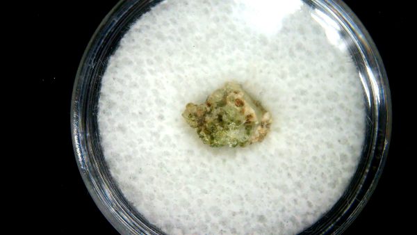 New Mexico Trinity Nuclear Bomb Test - Trinitite 85a | Fossils for Sale Genuine Trinity Nuclear Bomb Test in Frame for Sale from New Mexico #85a