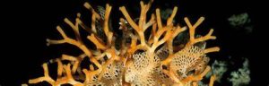Bryozoa