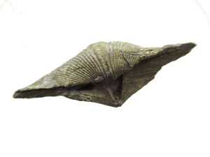 Ohio-Devonian-Pyritized-Paraspirifer-Brachiopod