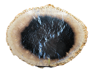 Oligocene Petrified Wood | Fossils for Sale Buy Fossil Petrified Wood Fossils