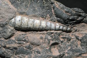 Orthoceras sp | Fossils for Sale Orthoceras sp