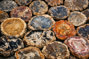 Petrified Wood | Fossils for Sale Buy Fossil Petrified Wood Fossils