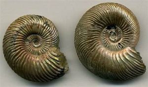 Russian Ammonites | Fossils for Sale Russian Ammonites