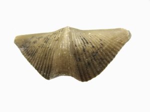 Russian-Devonian-Cyrtospirifer-Brachiopod
