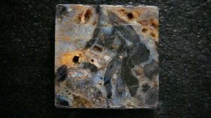 Buy Fossil Plants from Prehistoricfossils.com