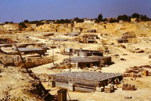 Buy Fossil Sonhofen Fossils