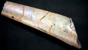 South-Dakota-Cretaceous-Baculites | Fossils for Sale South-Dakota-Cretaceous-Baculites