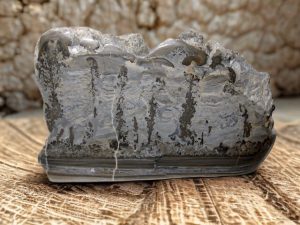 Buy Fossil Stromatolite Fossils