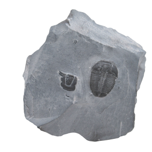 Utah Cambrian Age Elrathia Trilobite in Matrix 133 | Fossils for Sale