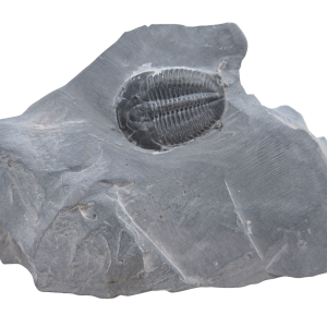Utah Cambrian Age Elrathia Trilobite in Matrix 134 | Fossils for Sale