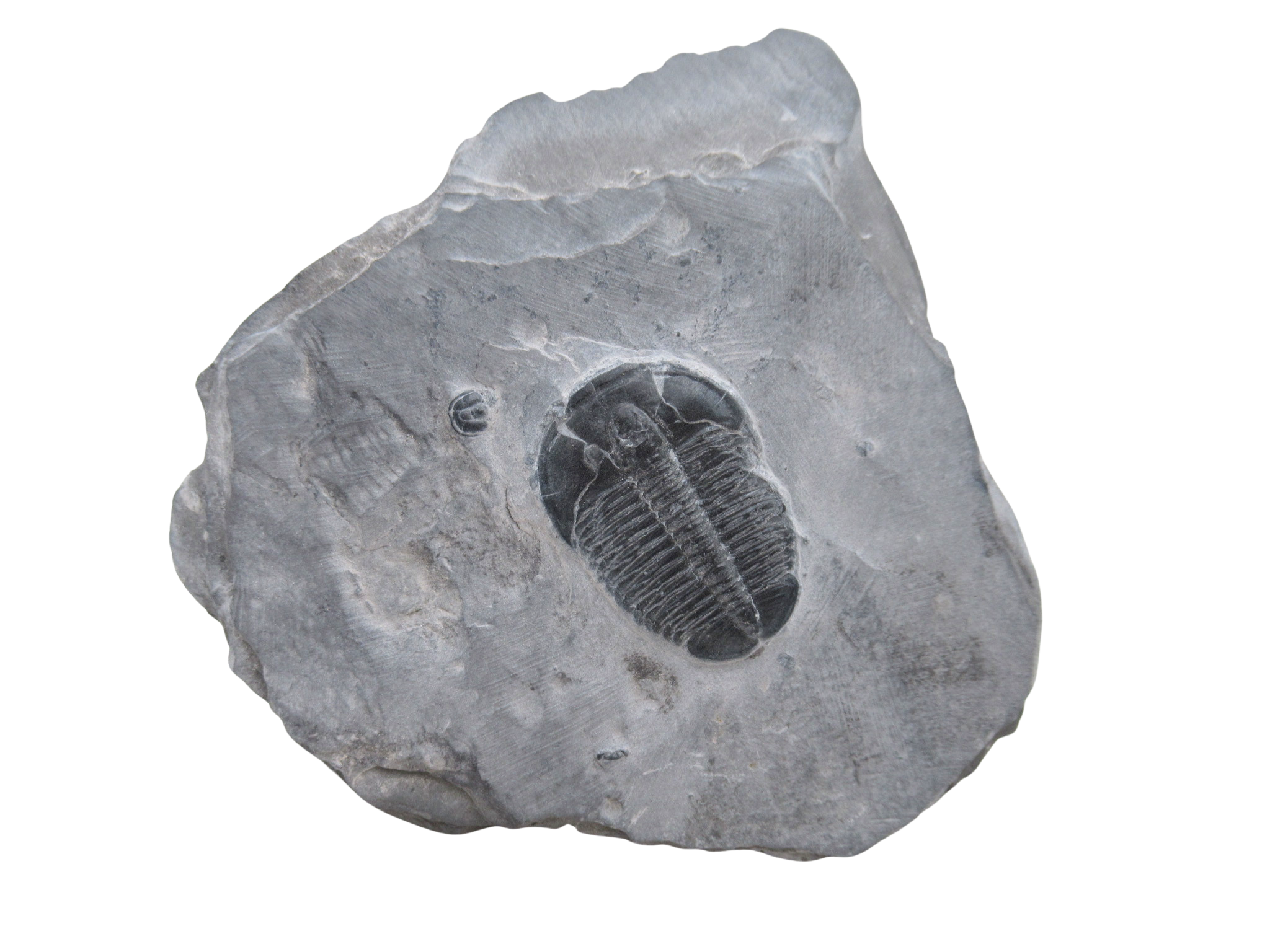 Utah Cambrian Age Elrathia Trilobite in Matrix 135 | Fossils for Sale Genuine Cambrian Age Elrathia Trilobite in Matrix Fossils for Sale from Utah #135