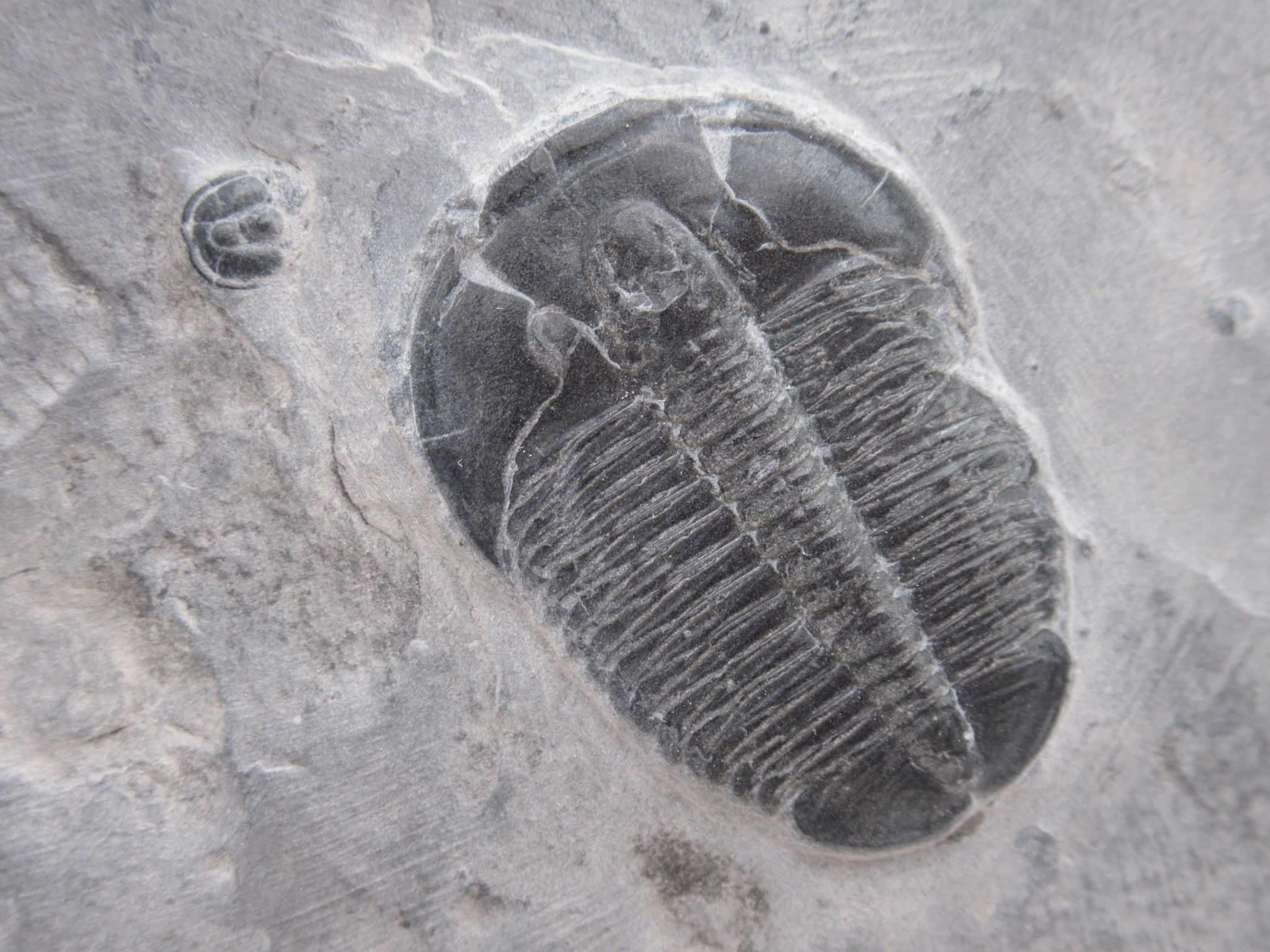 Utah Cambrian Age Elrathia Trilobite in Matrix 135a | Fossils for Sale Genuine Cambrian Age Elrathia Trilobite in Matrix Fossils for Sale from Utah #135a