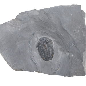 Utah Cambrian Age Elrathia Trilobite in Matrix 137 | Fossils for Sale