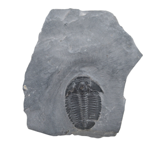 Utah Cambrian Age Elrathia Trilobite in Matrix 140 | Fossils for Sale