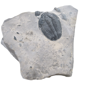 Utah Cambrian Age Elrathia Trilobite in Matrix 141 | Fossils for Sale